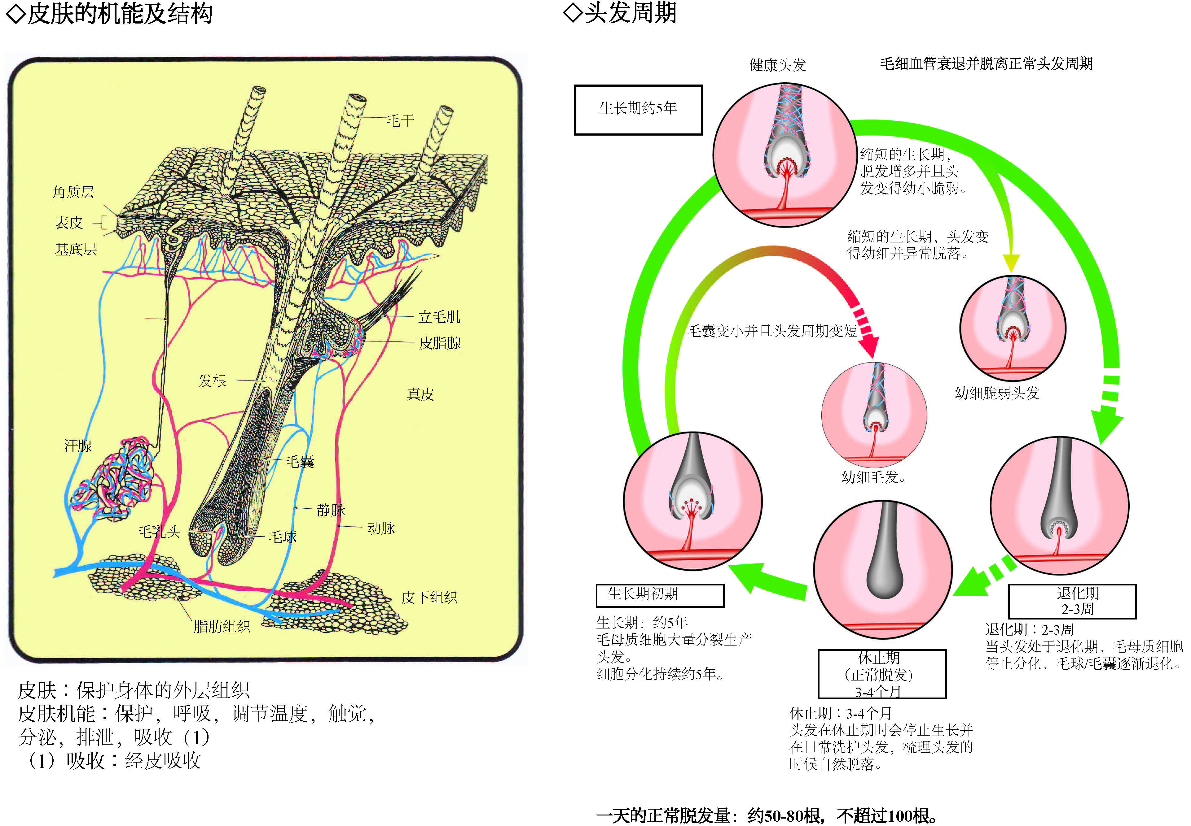 ヘアーサイクル
